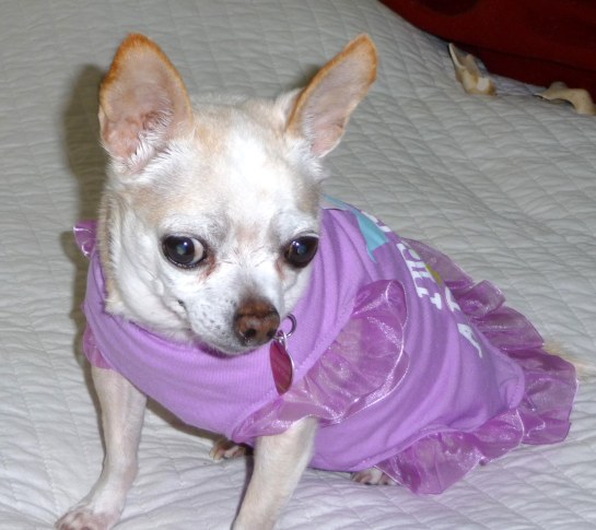The always adorable DIVA in her new party dress!!!